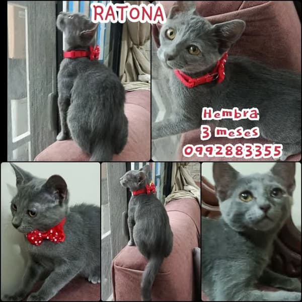 Ratona