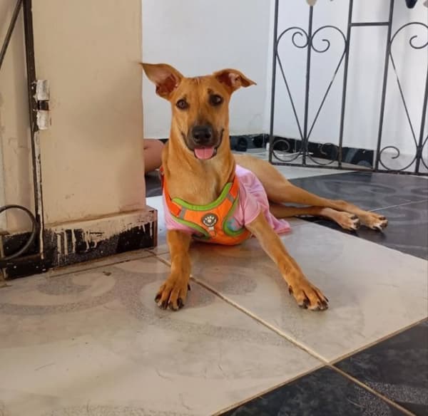 Canela