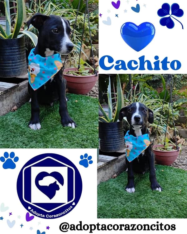 Cachito