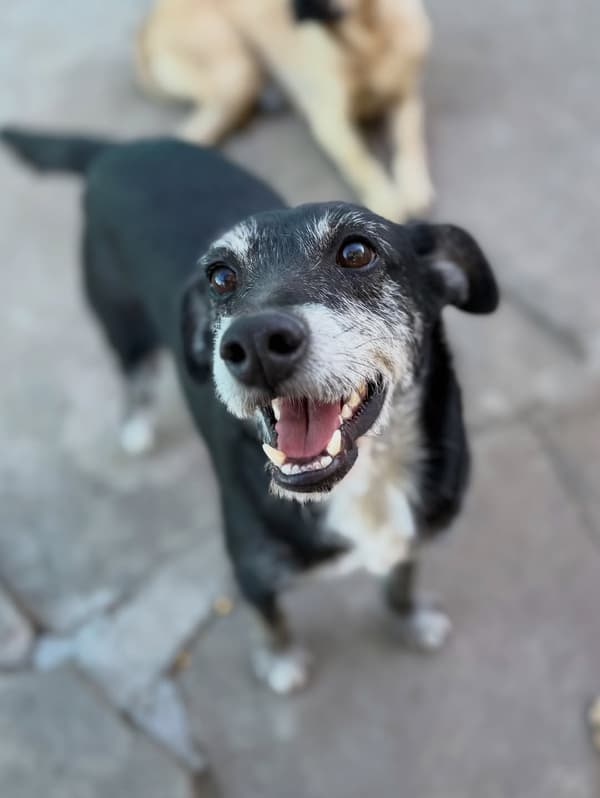 Tico
