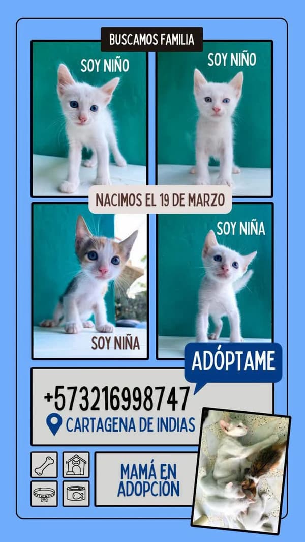 3 animalitos