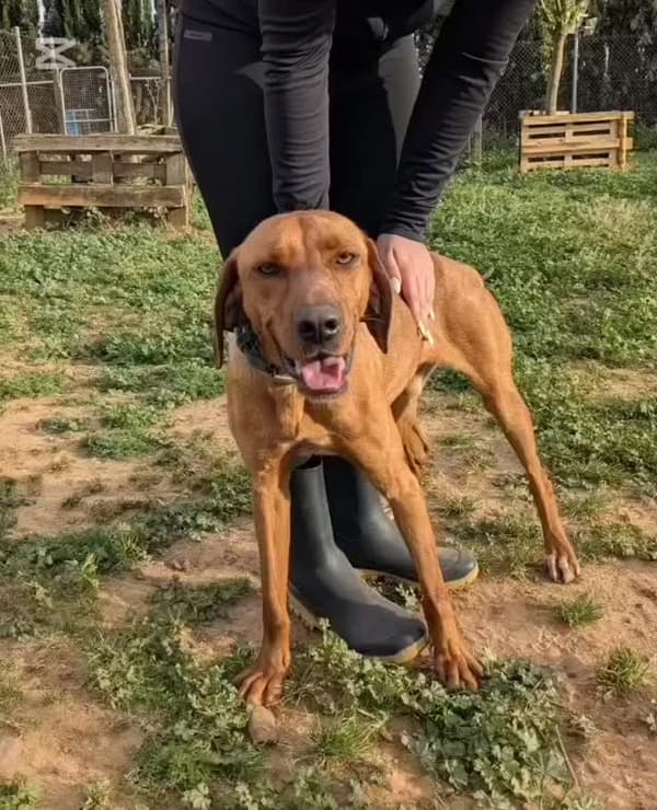 SCOOBY