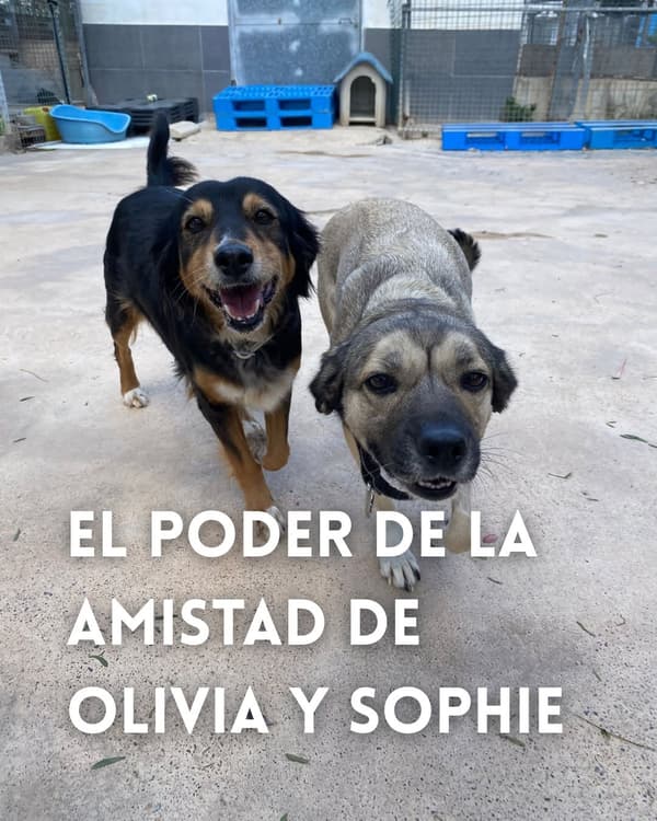 Sophie, Olivia