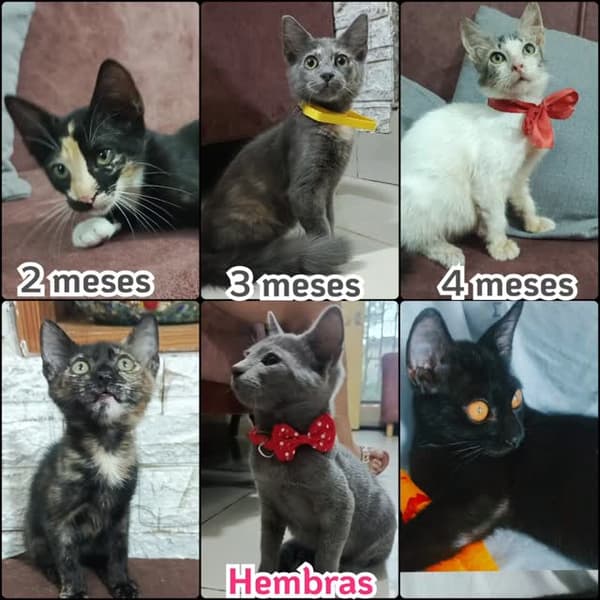 3 animalitos
