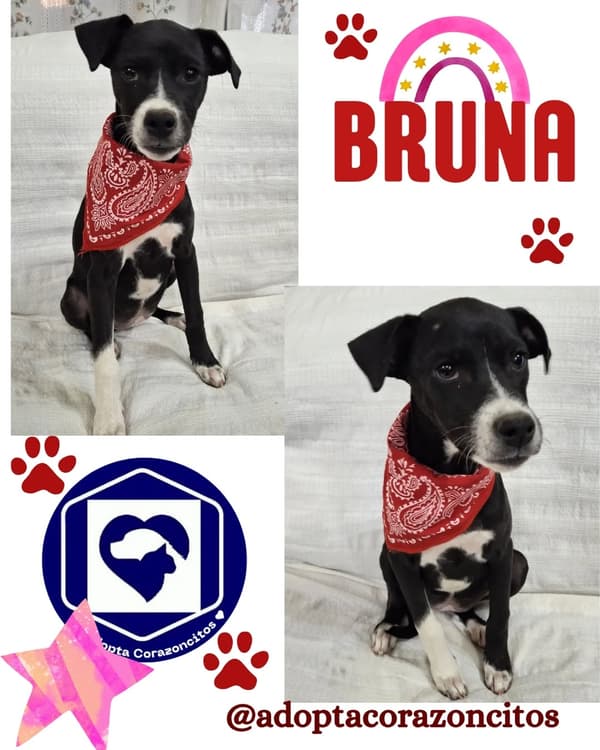 Bruna