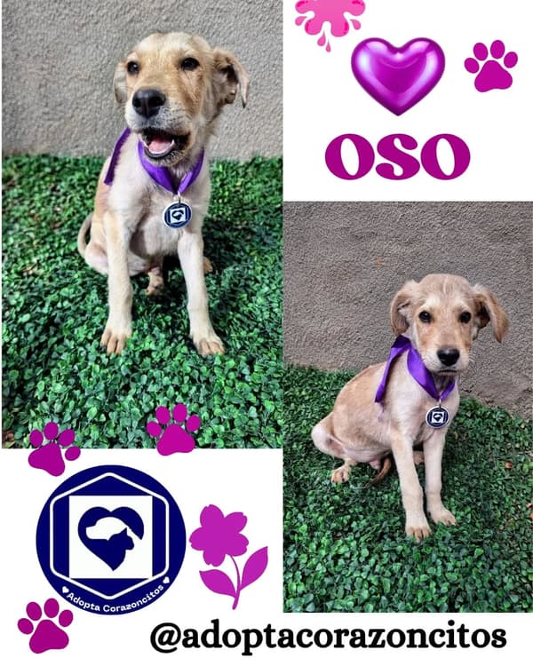 Oso