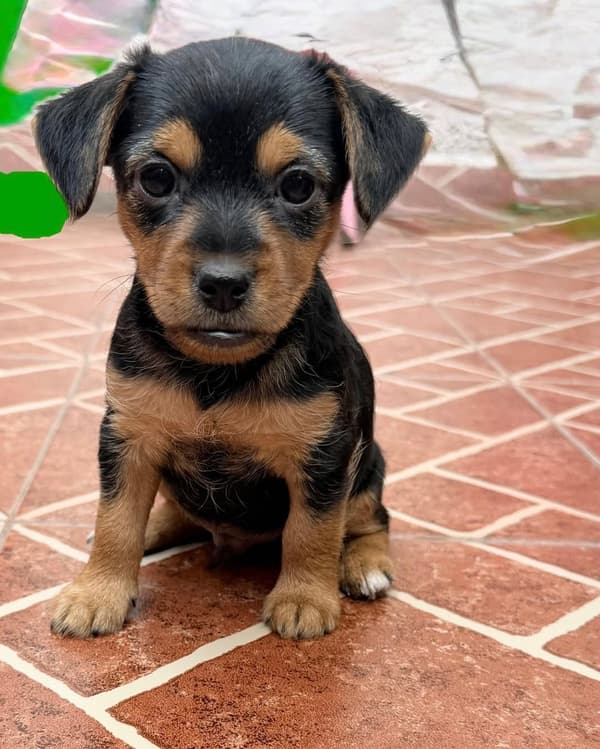 Bellaquito