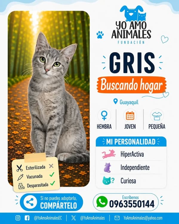 Gris