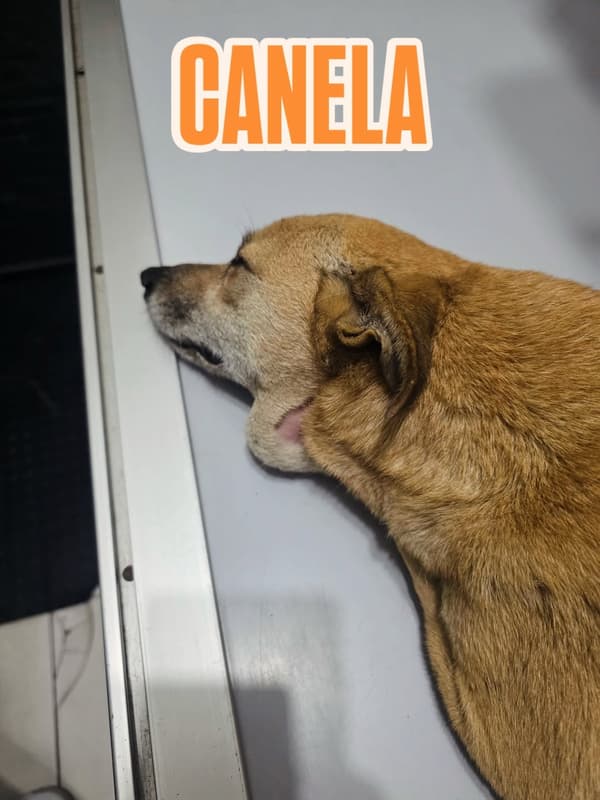 Canela