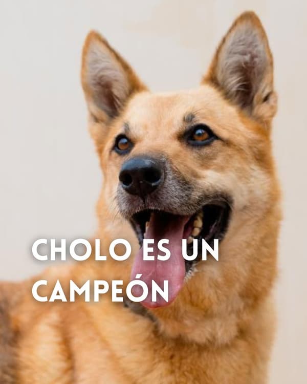Cholo