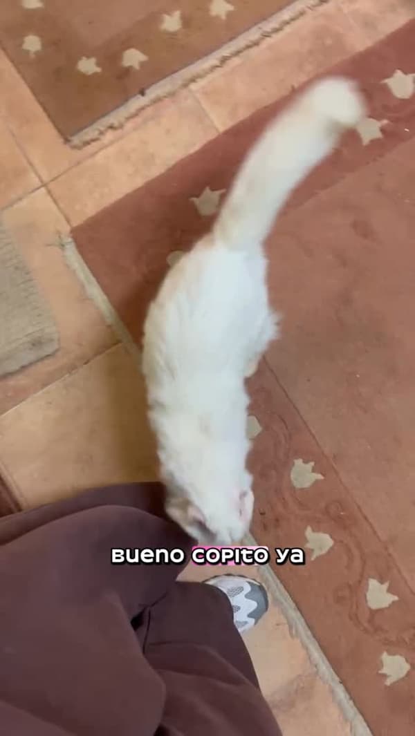 Copito