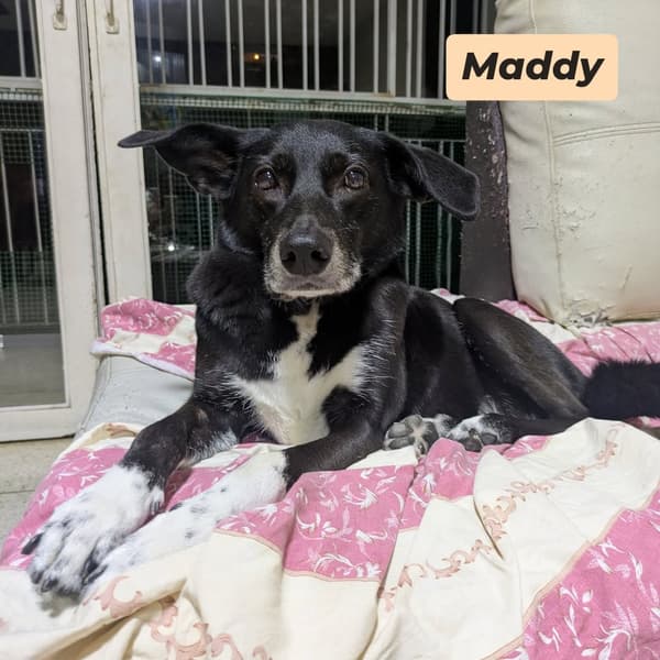 Maddy