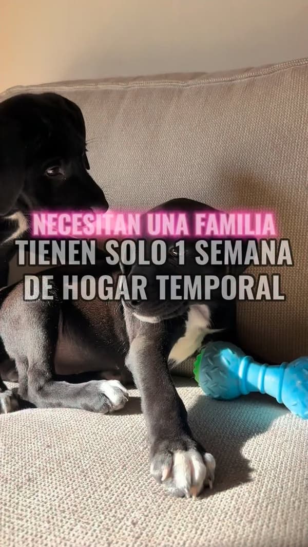 2 animalitos