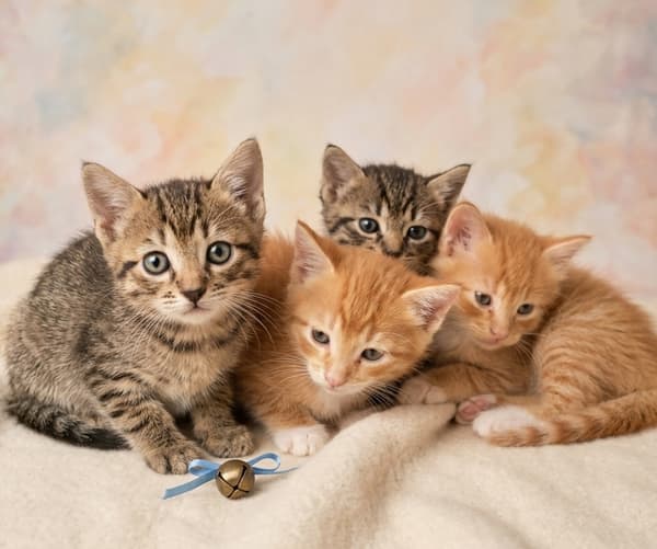 4 animalitos