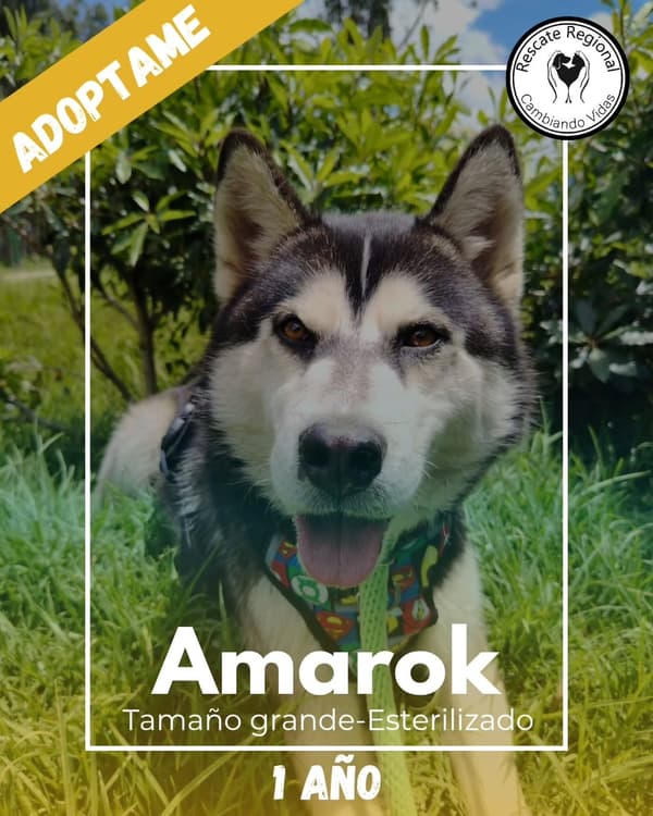 Amarok