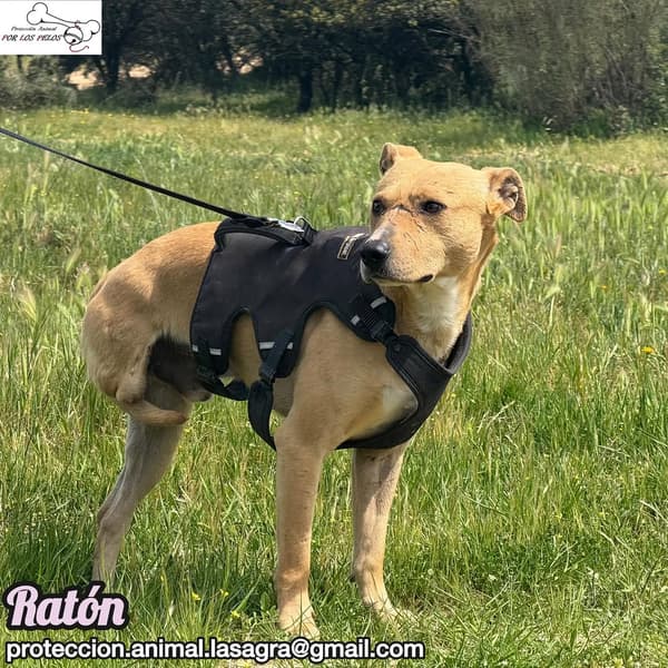 Ratón