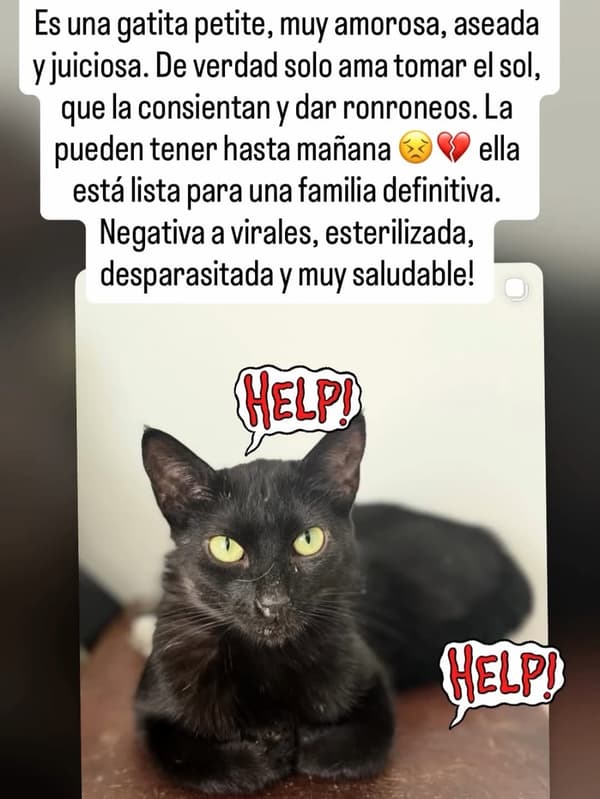 Negrura