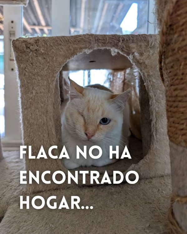 Flaca