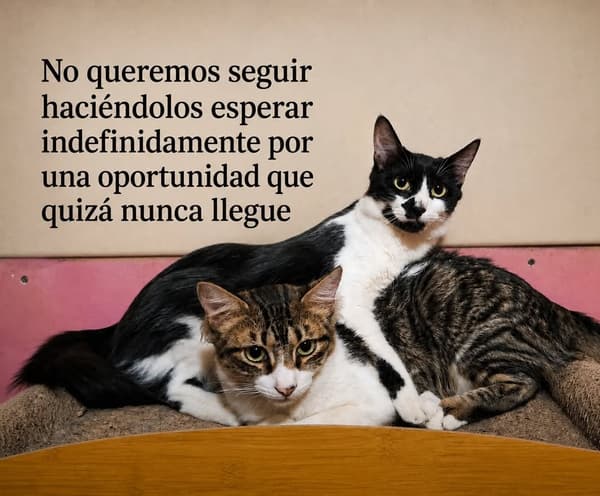 Milo, Miel