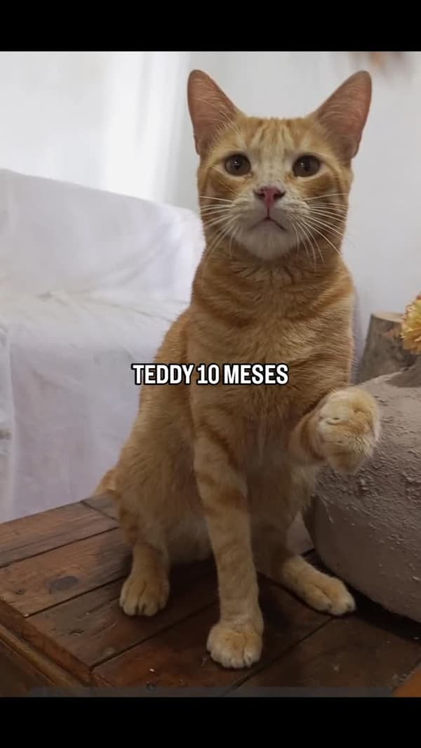 Teddy