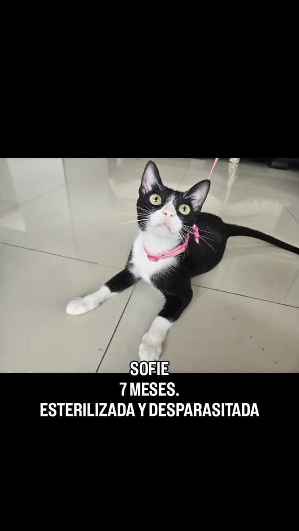 Sofie