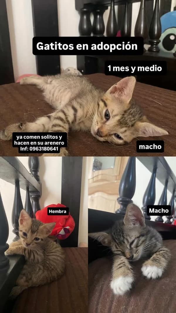3 animalitos