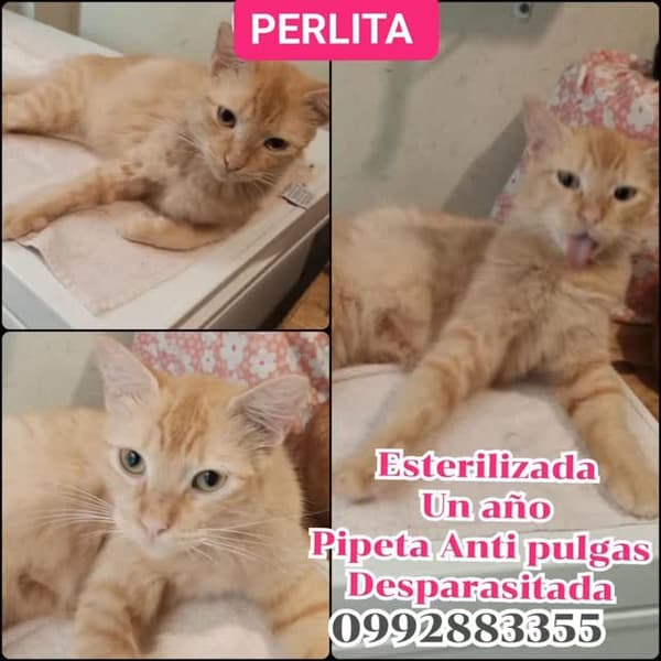 Perlita