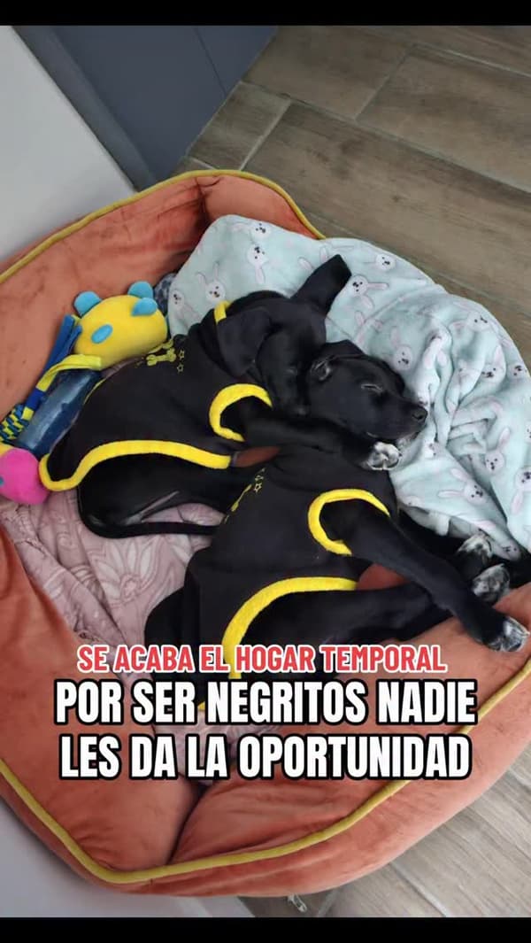 2 animalitos