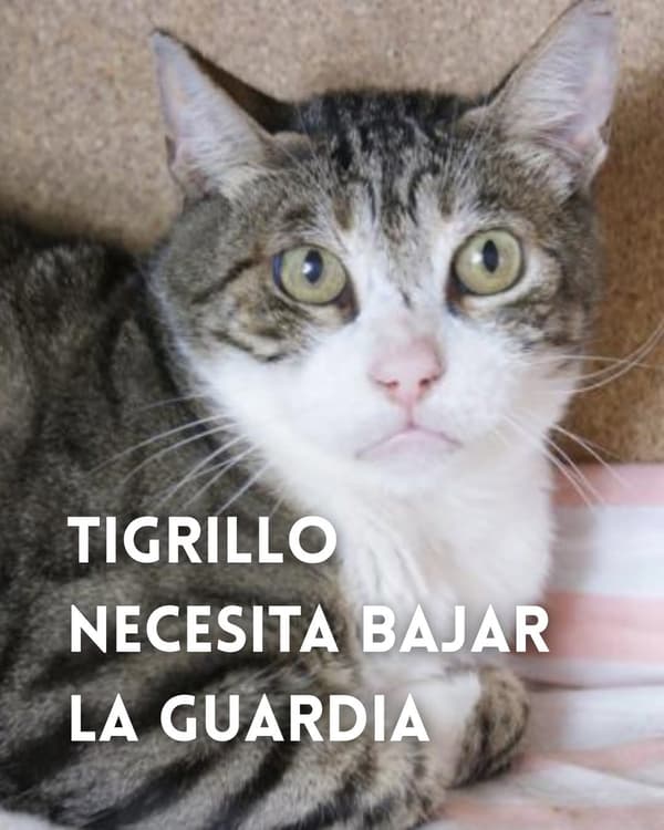 Tigrillo
