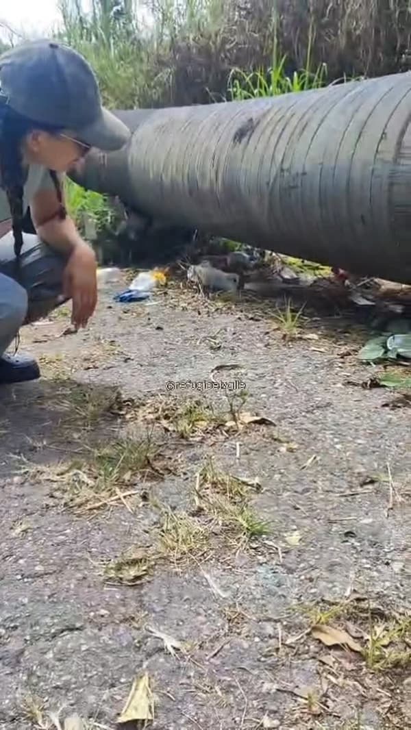 8 animalitos