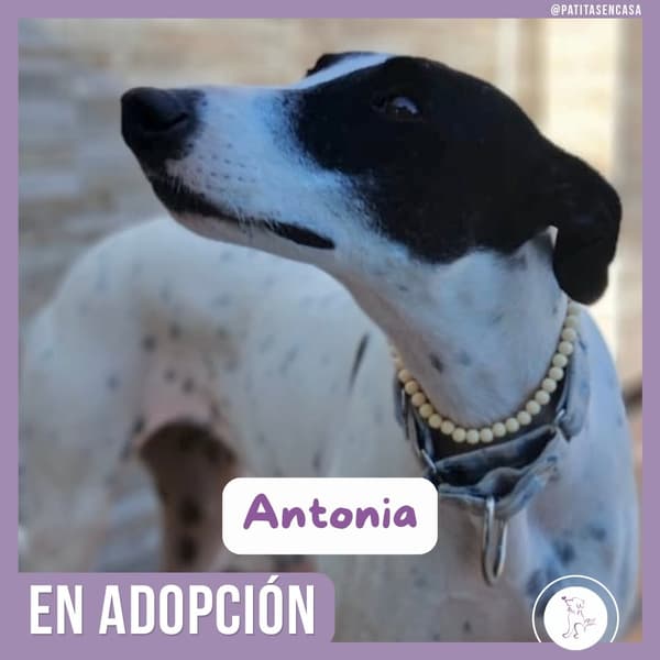 Antonia