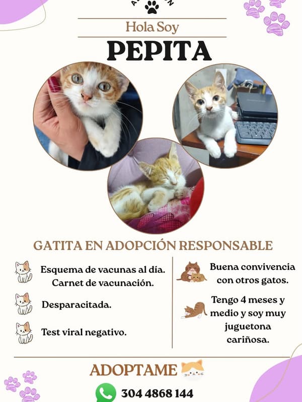 Pepita
