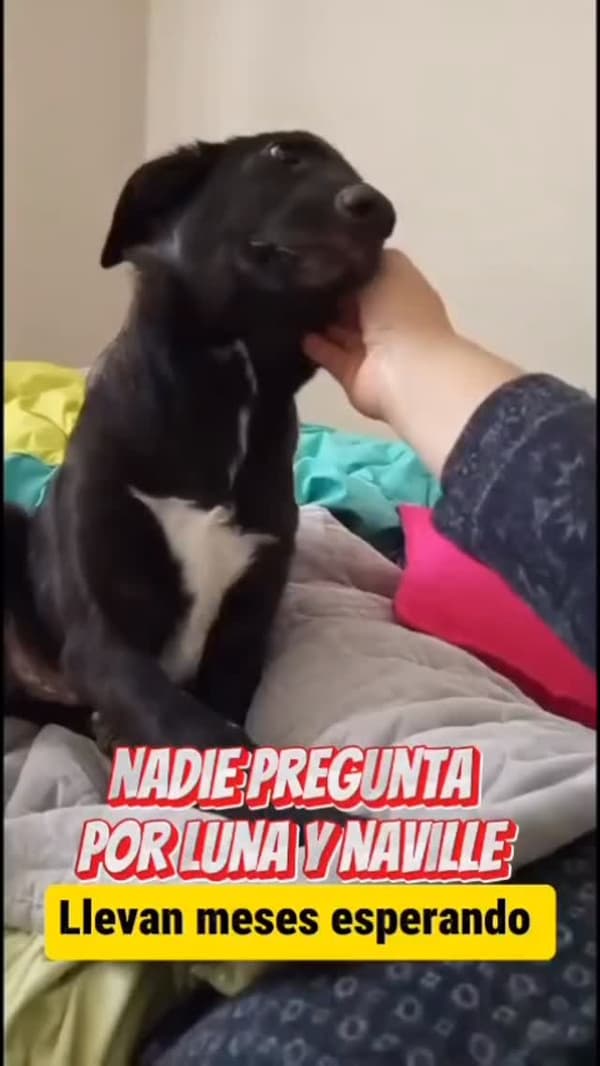 Luna, Naville