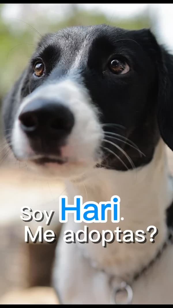 Hari