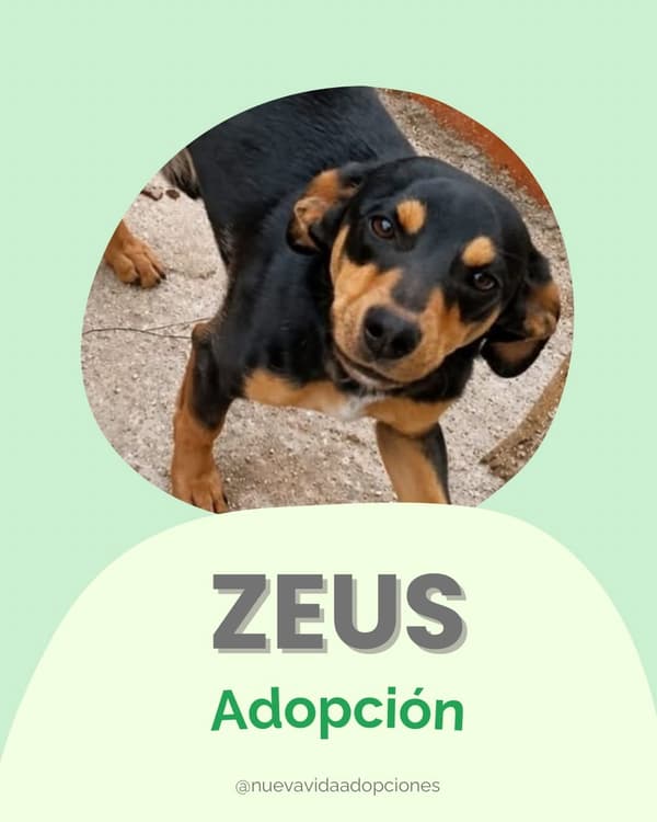 ZEUS