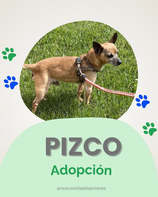 Pizco