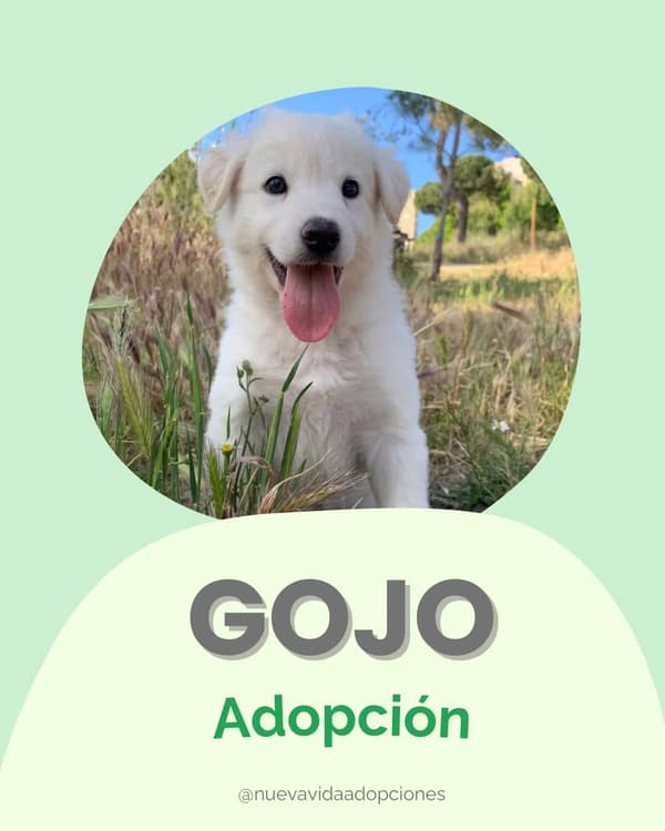 GOJO