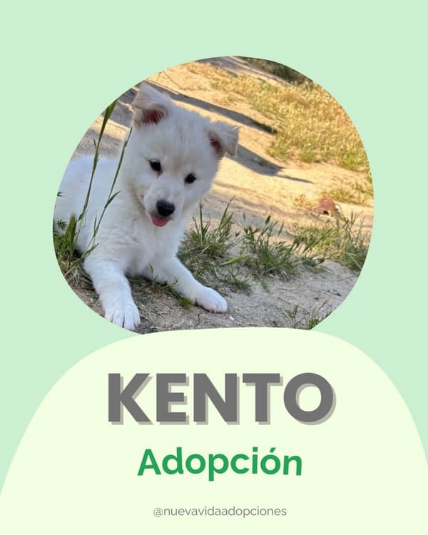 KENTO