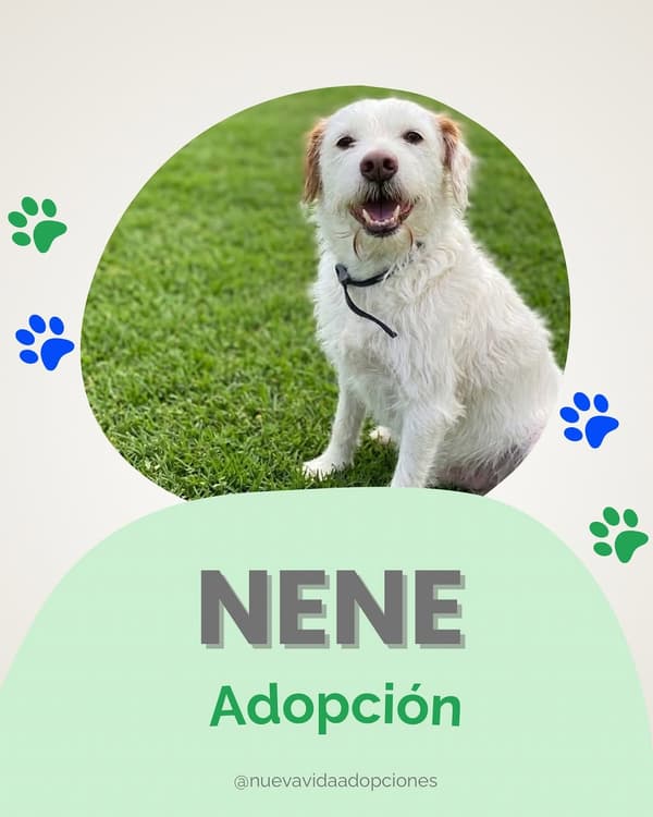 NENE