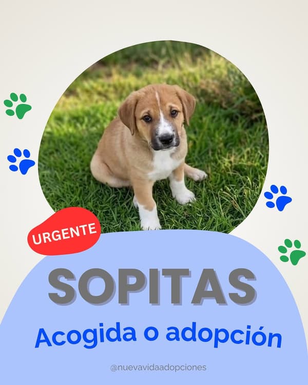 SOPITAS