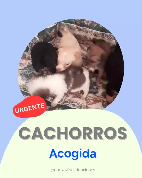 7 animalitos
