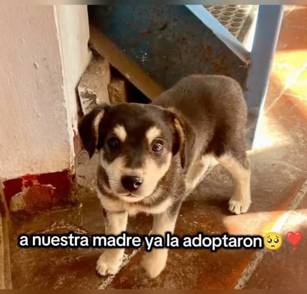 2 animalitos