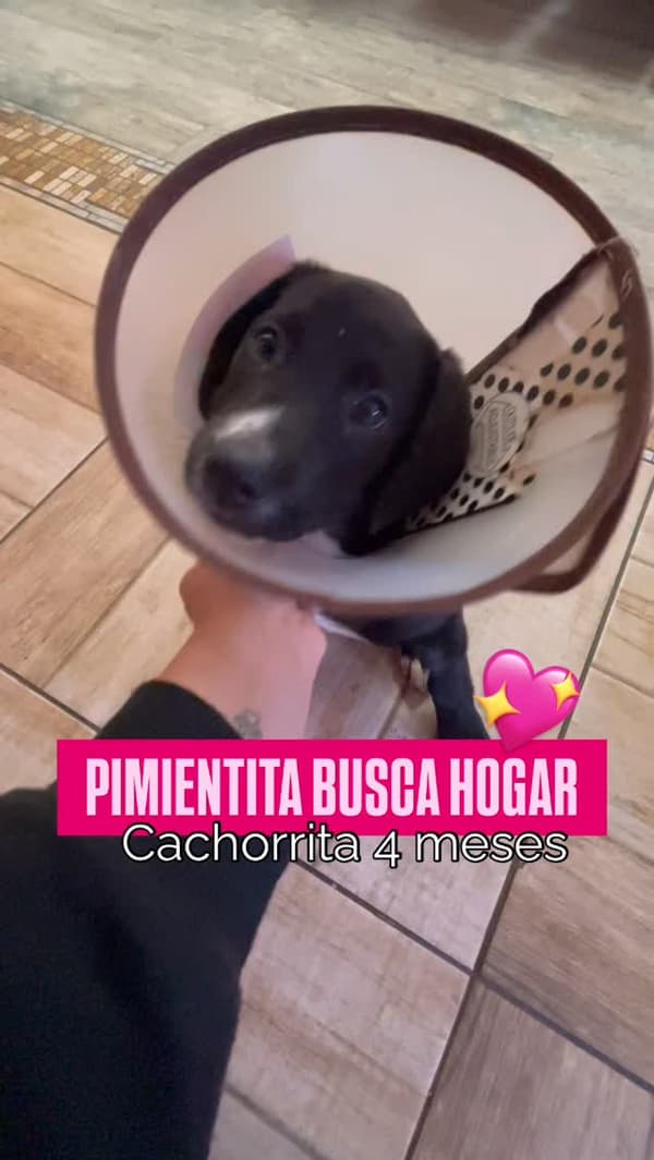 Pimientita