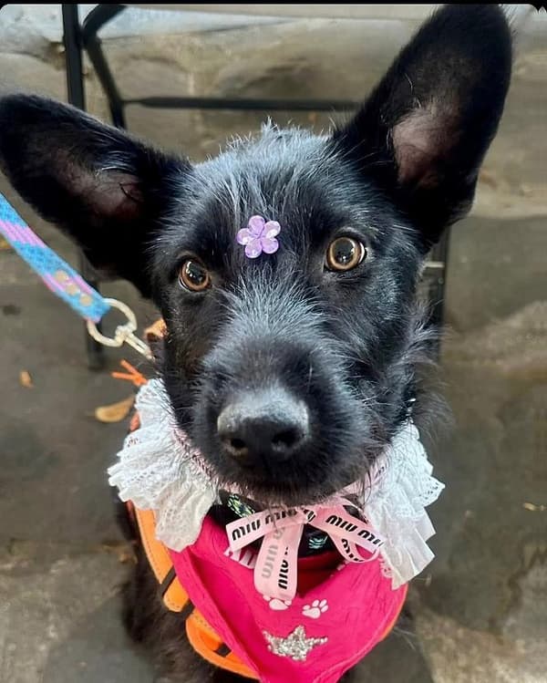 Pimienta