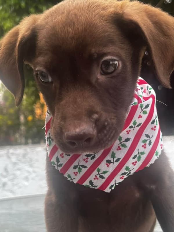 Choco