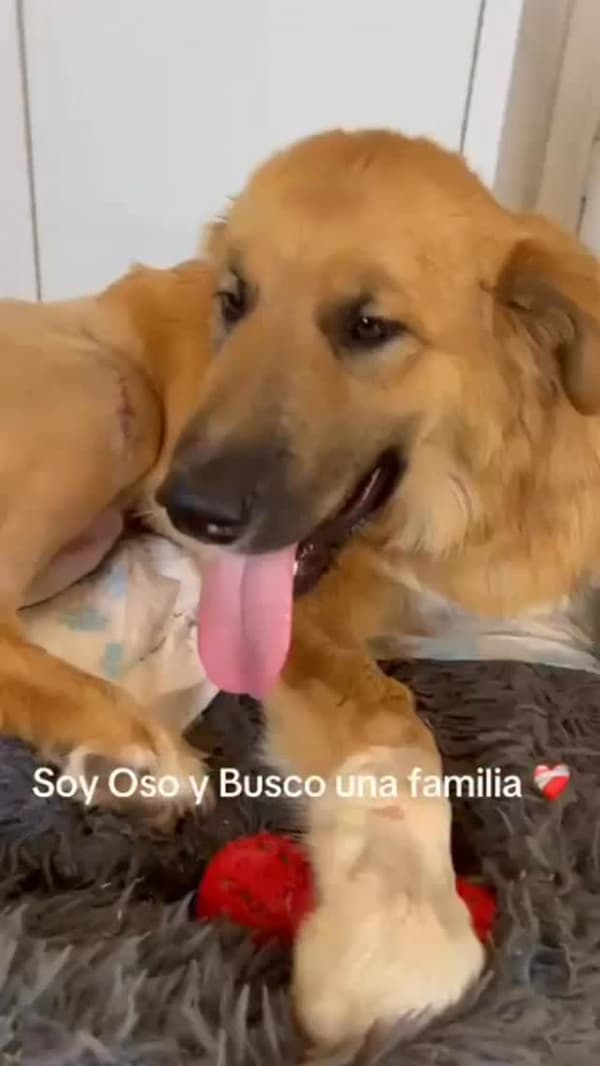 Oso