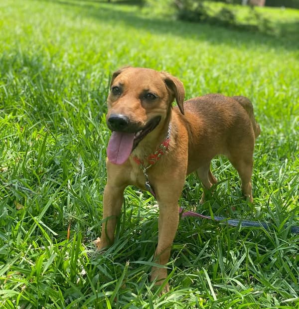 Cici