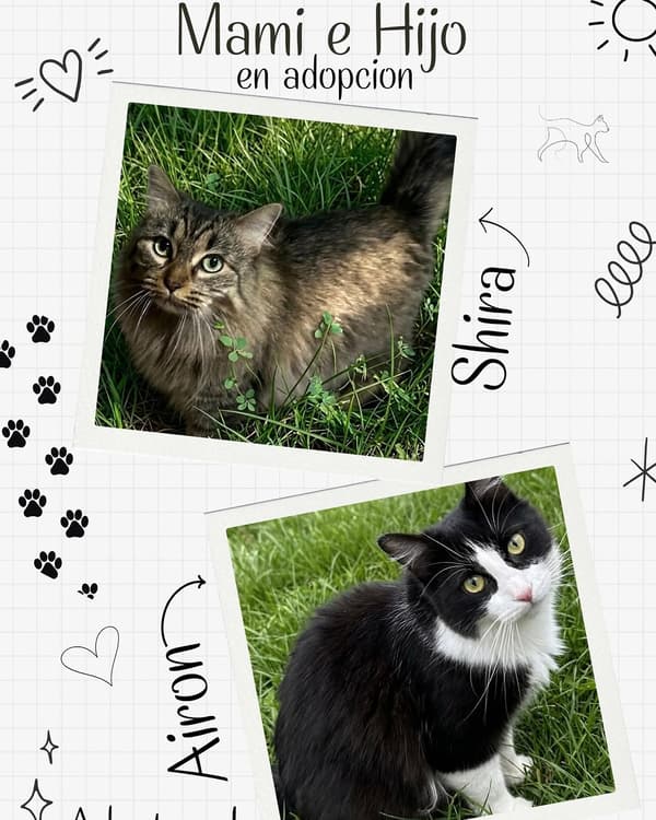 Airon, Shira