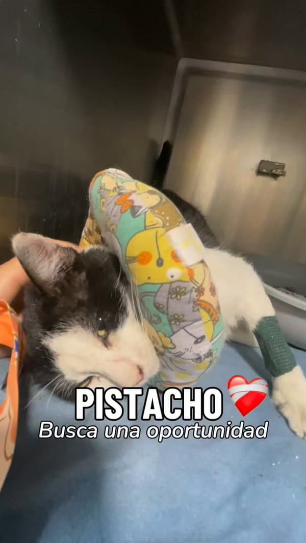 Pistacho