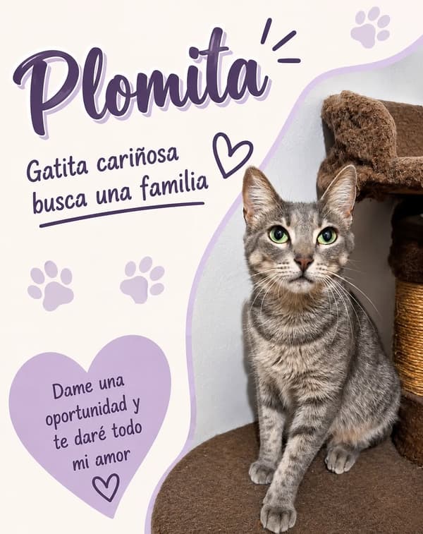 Plomita